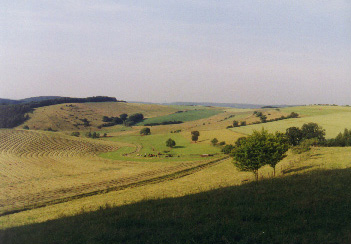 weilerbach fields and cows.JPG (41323 bytes)