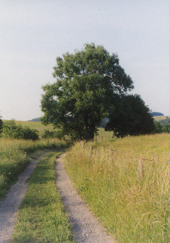 weilerbach naturpark road.JPG (52247 bytes)