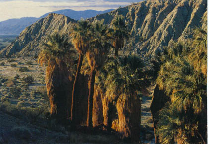 Palm Canyon